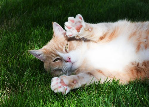 Borrett Animal Hospital Pet Allergies Ogden UT cat