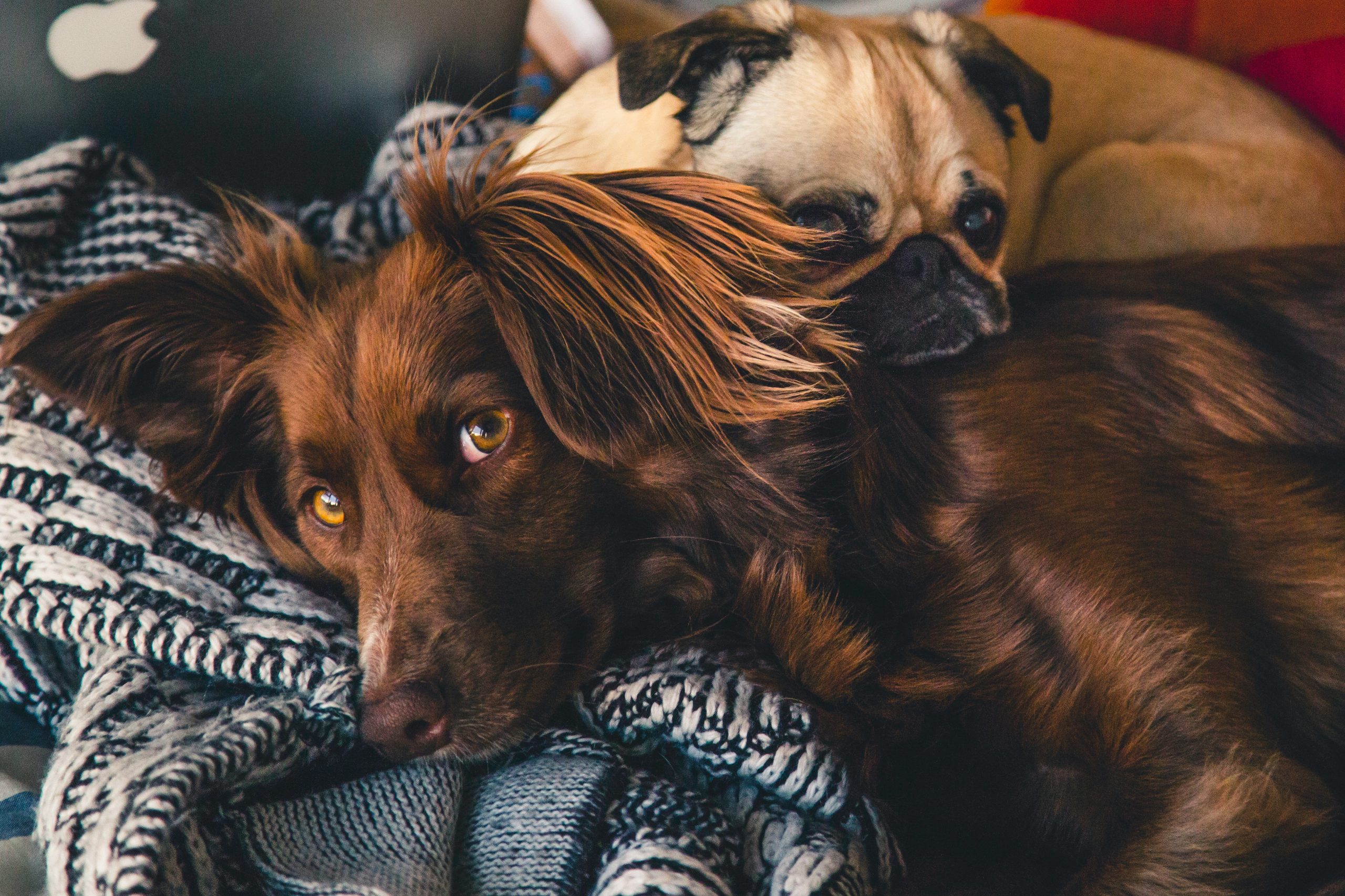 pet skin cancer