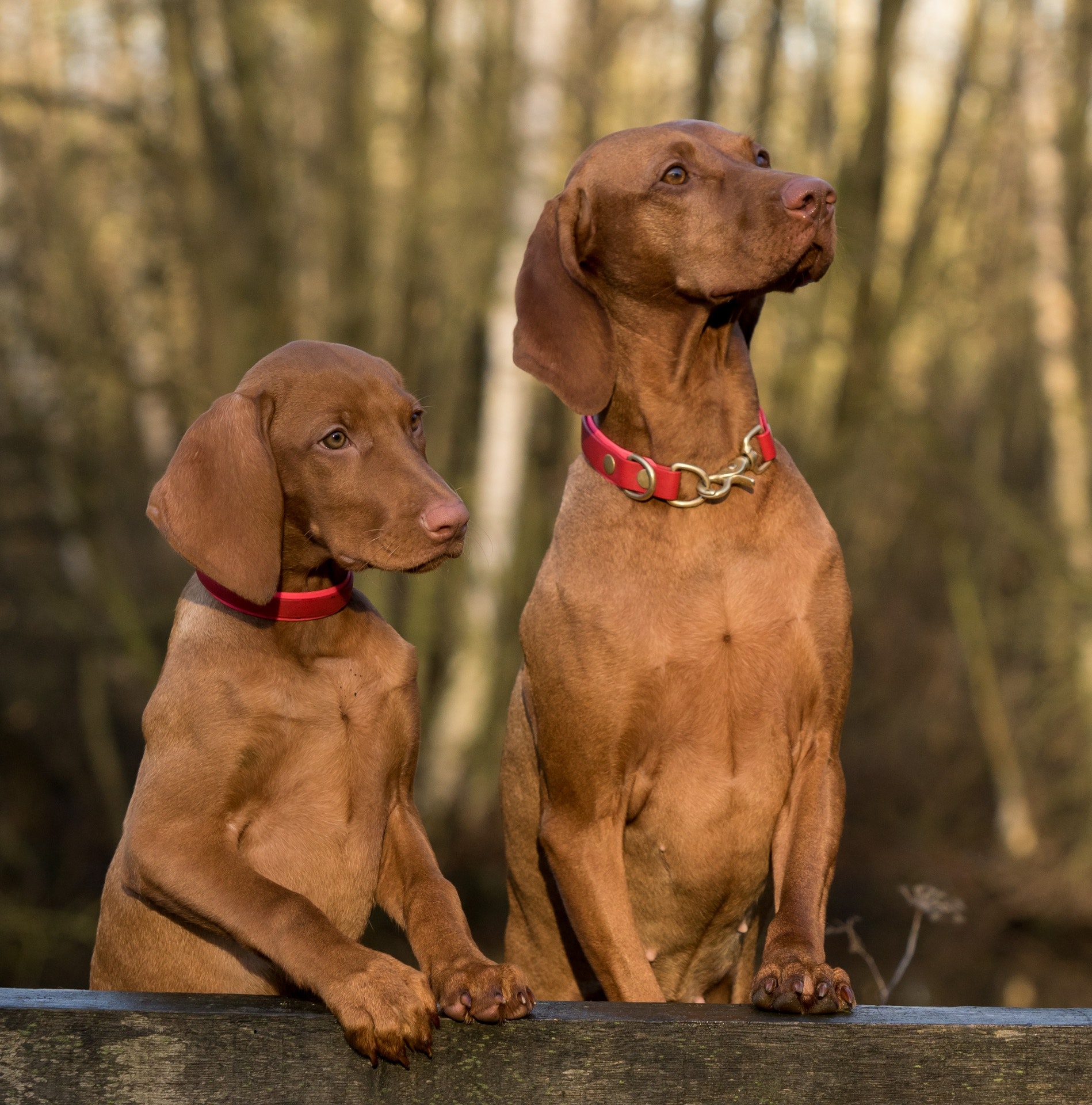 two dogs outside