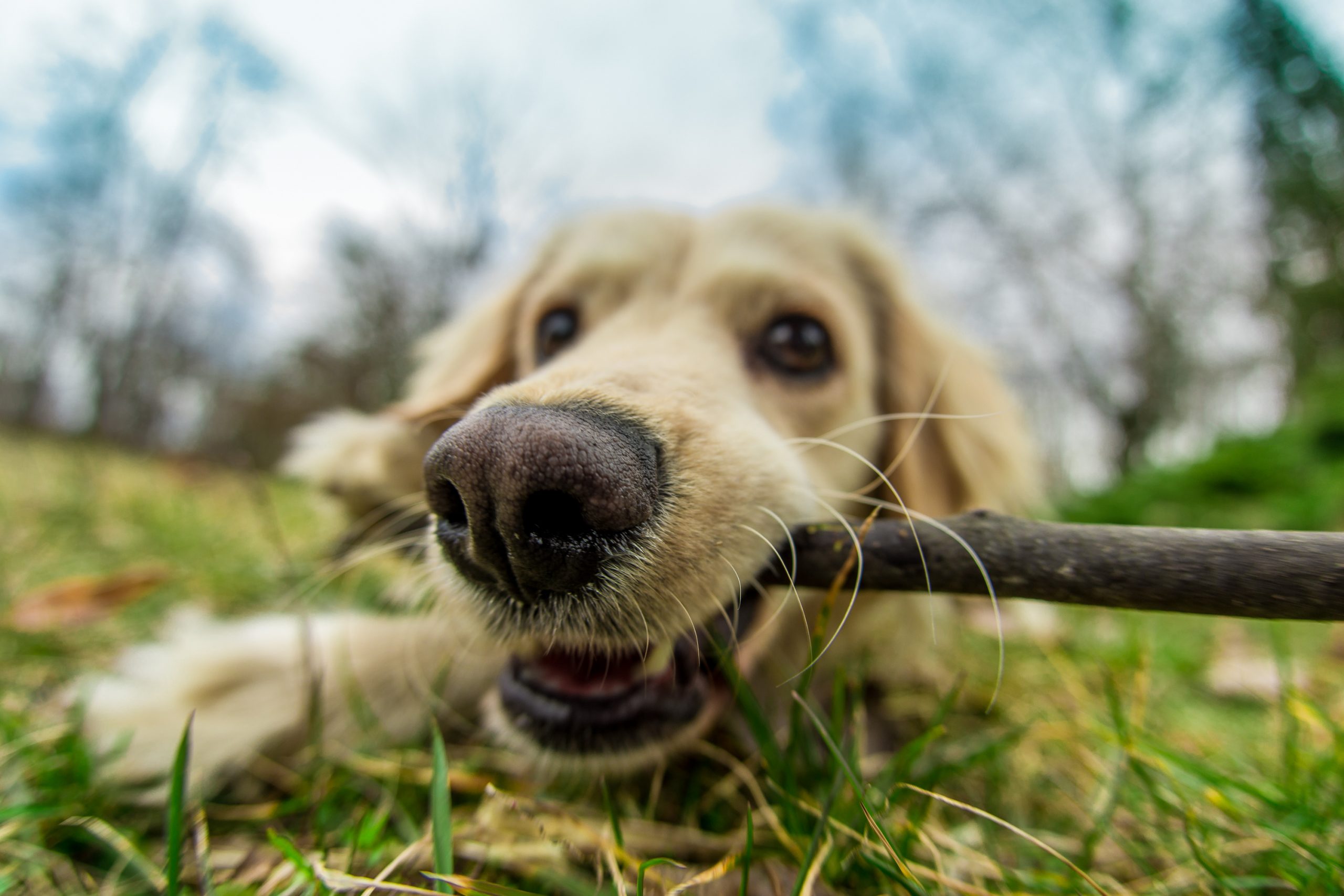 Skyline Animal Hospital Ogden UT Dental Disease