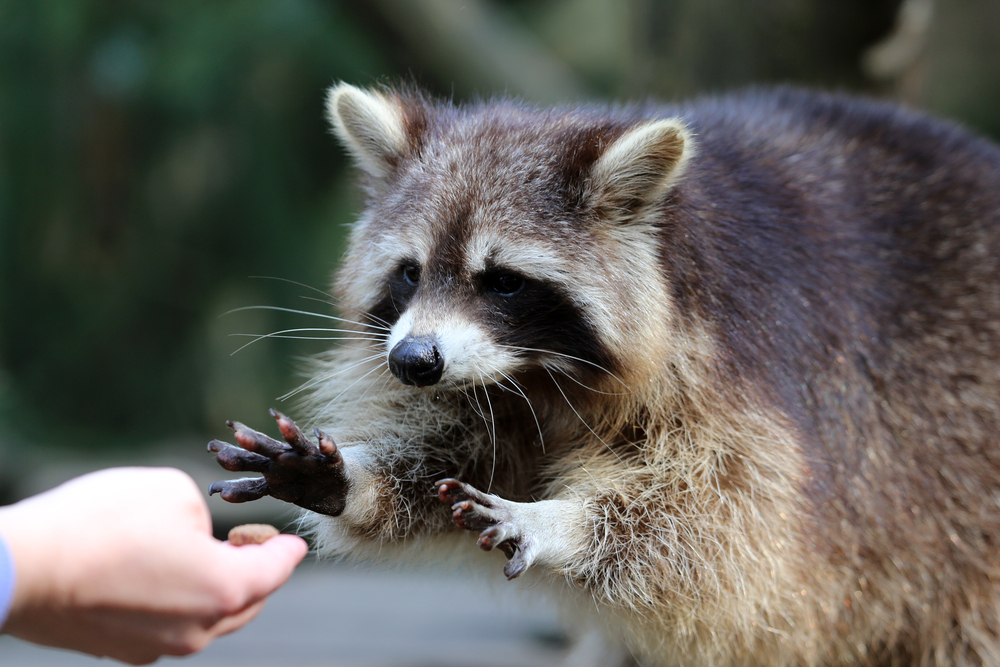 pet raccoon