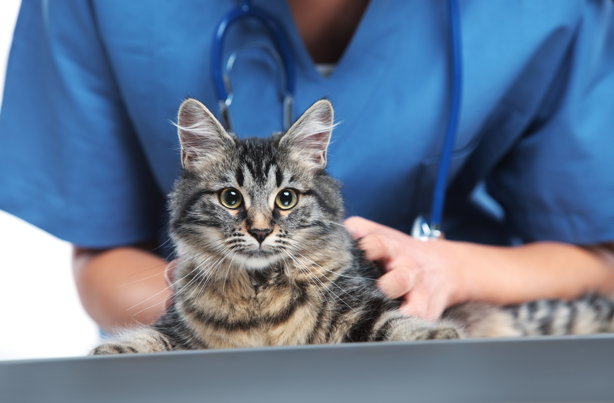 veterinary cat service