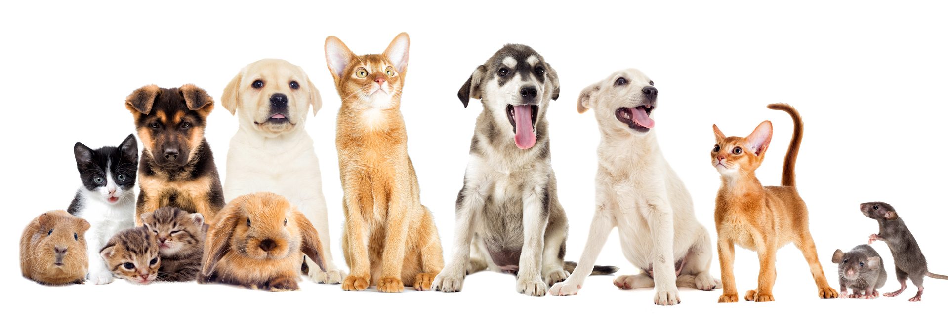set pets