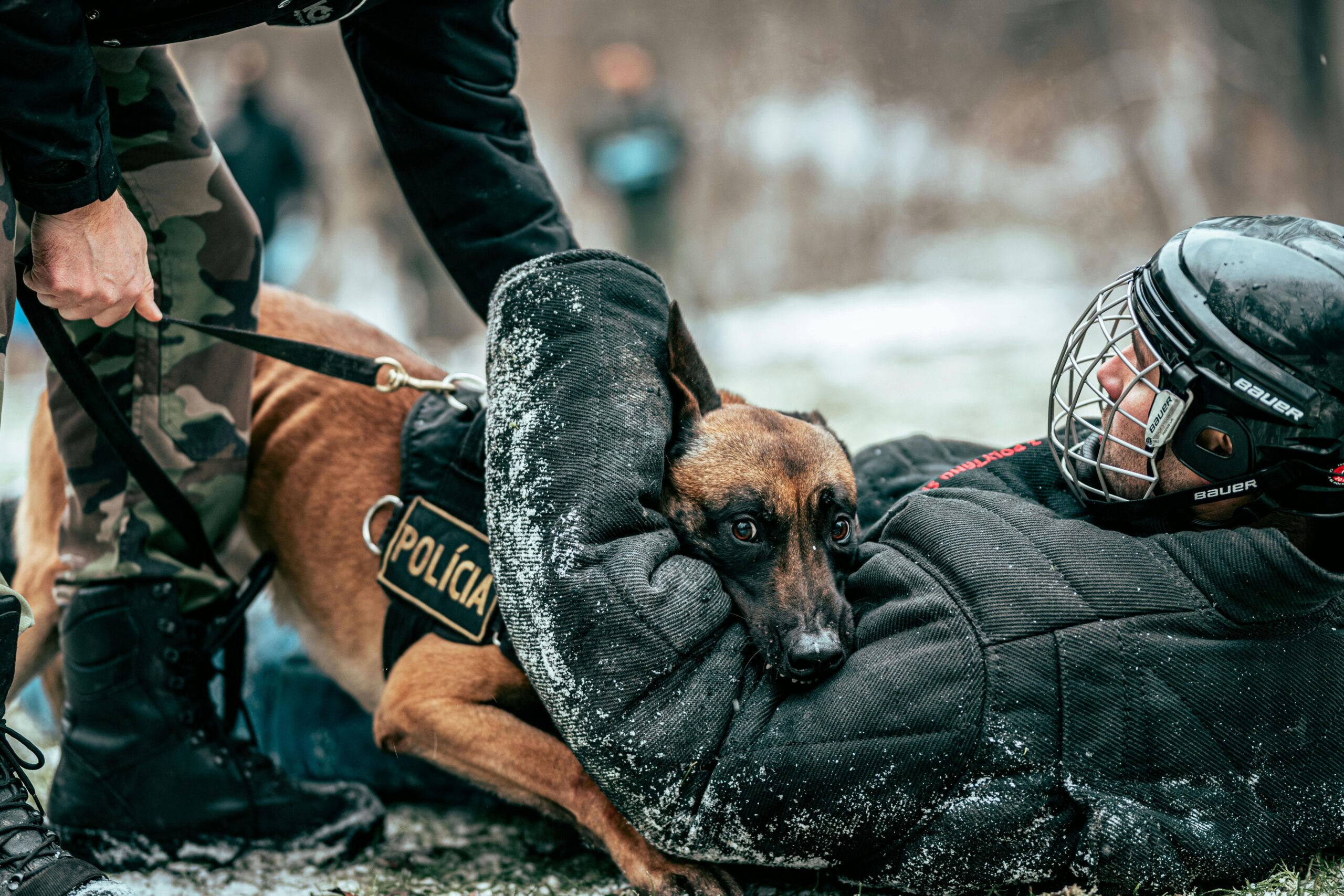 Working Dogs